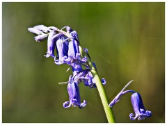 Waresley Woods 04  Bluebells at Waresley