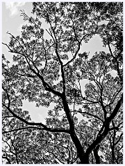 Elsworth 004  Looking Up