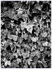 Elsworth 005  Ivy on the Tree Bark