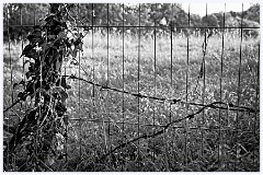 Elsworth 006  Barbed Wire View