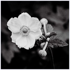 Elsworth 023  White Flower