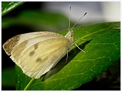 Various 002  Cabbage White