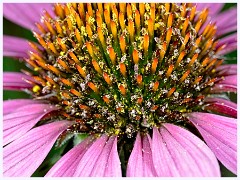 Various 004  Echinacea
