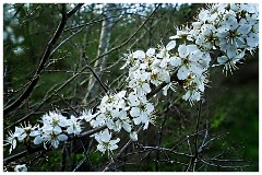003 Cambourne in April  New Blossom