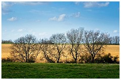 005 Cambourne in April  Golden Field