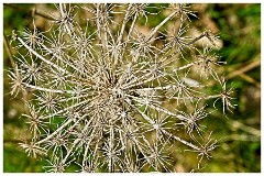 007 Cambourne in April  Dried Seed Head