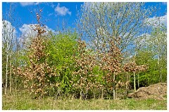 008 Cambourne in April  Beech Trees