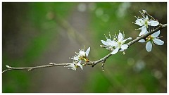 010 Cambourne in April  New Blossom