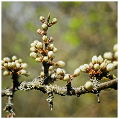 011 Cambourne in April  New Blossom