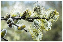 014 Cambourne in April  Catkins