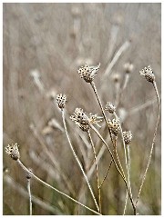 015 Cambourne in April  Dried Grasses