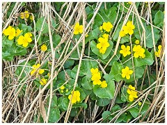 019 Cambourne in April  Early Flowers