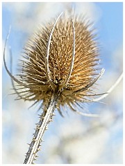 021 Cambourne in April  Teasle