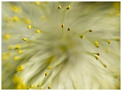022 Cambourne in April  Catkin Close up