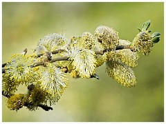 023 Cambourne in April  Catkin
