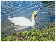 029 Cambourne in May  Swan