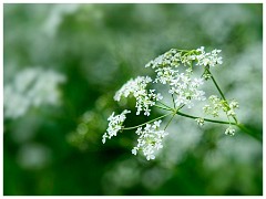031 Cambourne in May  Cow Parsley