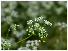 032 Cambourne in May  Cow Parsley