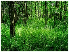 038 Cambourne in May  The Woods near the Main Road