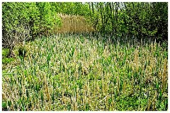 043 Cambourne in May  Linking the Perimeter to Great Cambourne
