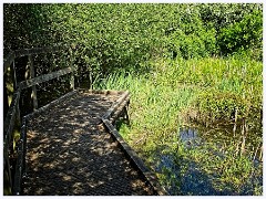 048 Cambourne in May  Newt Pond