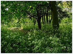 057 Cambourne in May  Great Cambourne Behind the Tennis Courts