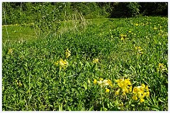 059 Cambourne in May  Near the Business Park Cowslips