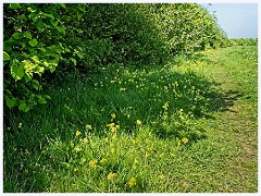 061 Cambourne in May  Near the Business Park Cowslips