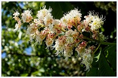 063 Cambourne in May  Horse Chestnut