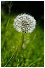 065 Cambourne in May  Dandilion