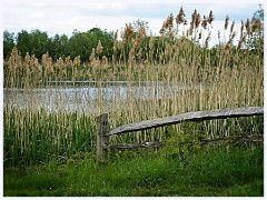 069 Cambourne in May  Whomping Willow Lake