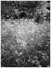 072 Cambourne in May  Cow Parsley