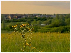 075 Cambourne in May  Evening Walk to Crow Hill