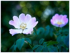 082 Cambourne in May  Wild Roses