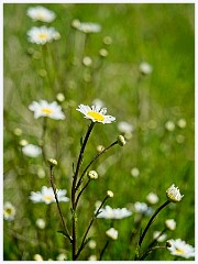 083 Cambourne in May  Daisies