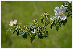 085 Cambourne in May  Wild Roses