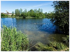 086 Cambourne in May  Whomping Willow Lake