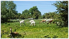 089 Cambourne in May  Alpacas at Caxon End