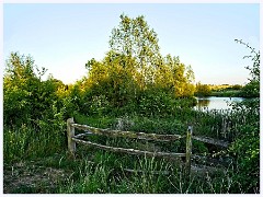 101 Cambourne in June  Whomping Willow June Evening