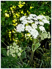 103 Cambourne in June  Giant Hogweed