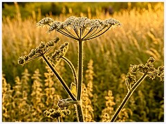 105 Cambourne in June  Evening Sun and a Giant Hogweed