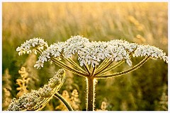 106 Cambourne in June  Evening Sun and a Giant Hogweed