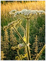 107 Cambourne in June  Evening Sun and a Giant Hogweed