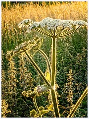 107 Cambourne in June  Evening Sun and a Giant Hogweed