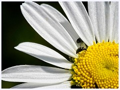 109 Cambourne in June  Daisy