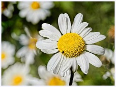 110 Cambourne in June  Daisies