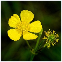 112 Cambourne in June  Buttercup