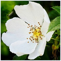 113 Cambourne in June  Wild Rose