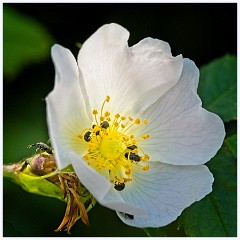 114 Cambourne in June  Wild Rose