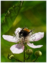 115 Cambourne in June  Bee on Wild Rose